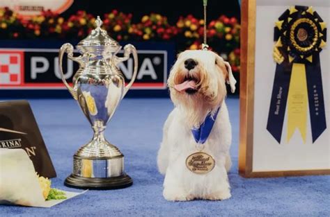 best of show magazine|best in show dog magazine.